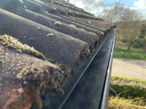 roof and gutter cleaning